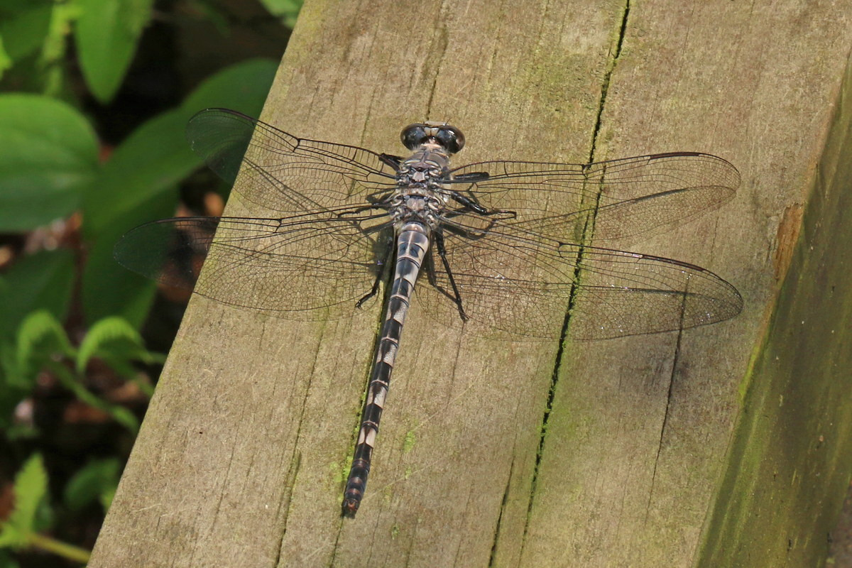 Chuồn chuồn xám đuôi nắp (Tachopteryx thoreyi) dài 8,2 cm, thường gặp ở các rừng cây lá rộng ẩm của vùng bờ biển phía Đông của Bắc Mỹ. Loài này sinh sản ở các khu vực bùn lầy và ẩm ướt.