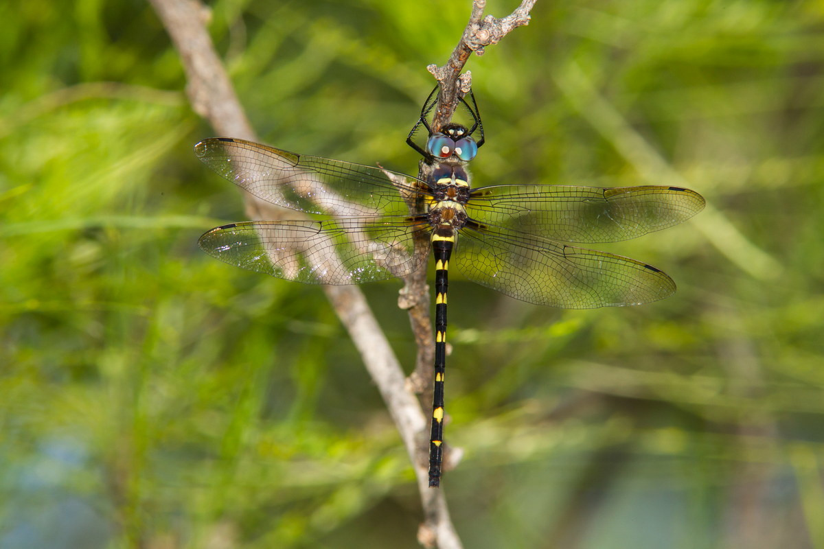 Chuồn chuồn tuần dương sông Illinois (Macromia illinoiensis) dài 7,6 cm, phân bố ở Bắc Mỹ. Chúng thường bay trên các sông, suối có đá hay sỏi, nhưng cũng có thể được bắt gặp khi bay xa khu vực nước, dọc đường đi hay lối mòn.