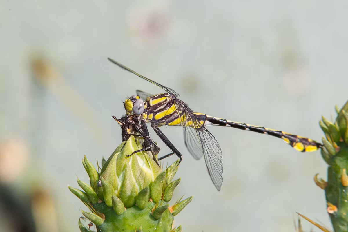 Chuồn chuồn đuôi chùy đồng bằng Hoa Kỳ (Gomphus externus) dài 6 cm, phân bố rộng khắp nước Mỹ. Loài chuồn chuồn này bay vào những ngày nắng ấm và sinh sản ở các sông, suối có bùn, nước chảy chậm.