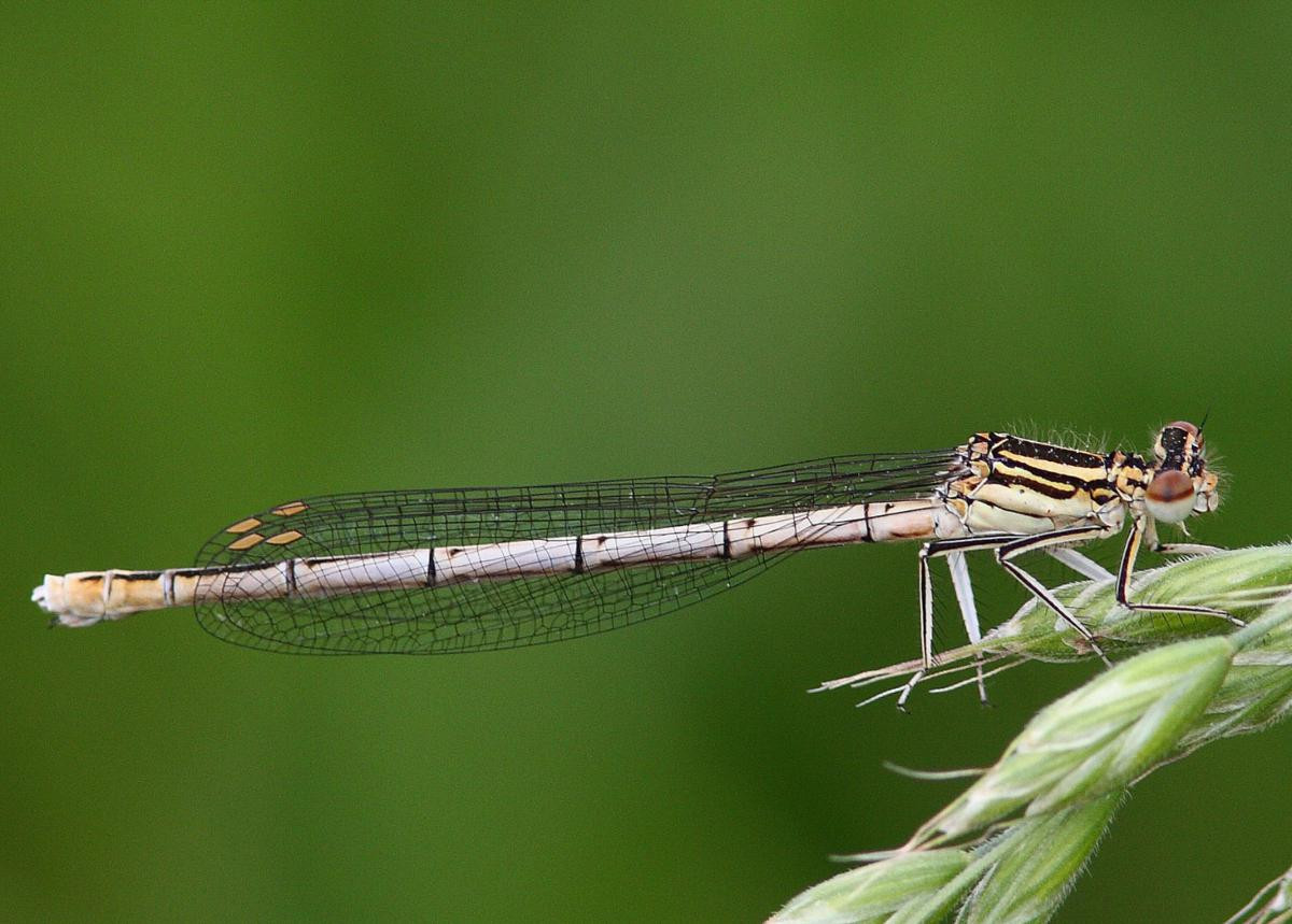 Chuồn chuồn kim chân trắng (Lestes pennipes) dài 2,4-3,4 cm, phân bố ở Trung Âu. Loài này sinh sản ở các kênh và sông có cỏ mọc ven bờ và nước chảy chậm.