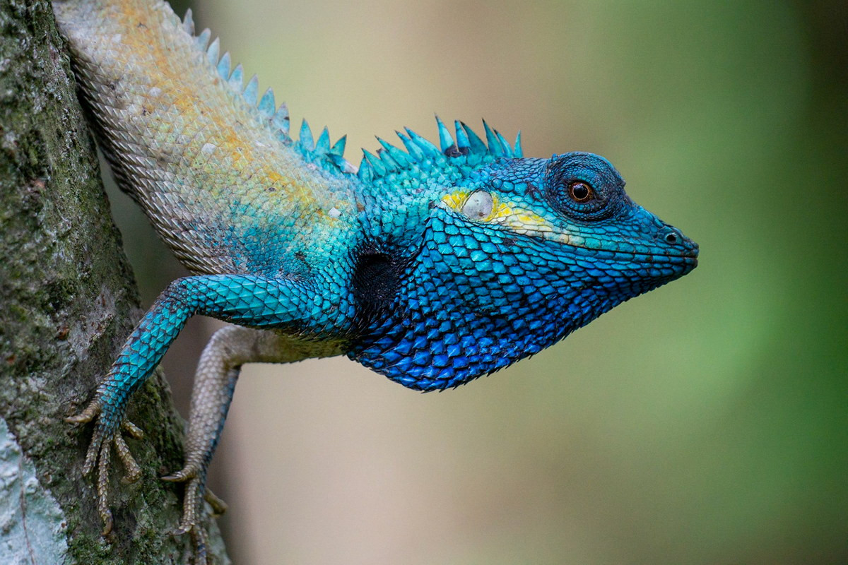 Tuy nhiên, kết quả tổng hợp của phân tích gene đồng thời xem xét kích cỡ và đặc điểm vảy đã chỉ ra rằng, nhông xám Nam Bộ là một loài riêng biệt. Ảnh: Zé Fontes.