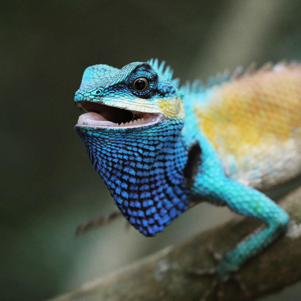 Do có số lượng lớn trong khu vực phân bố, nhông xám Nam Bộ được xếp vào diện Ít quan tâm Trong Sách Đỏ của IUCN. Ảnh: Reddit.