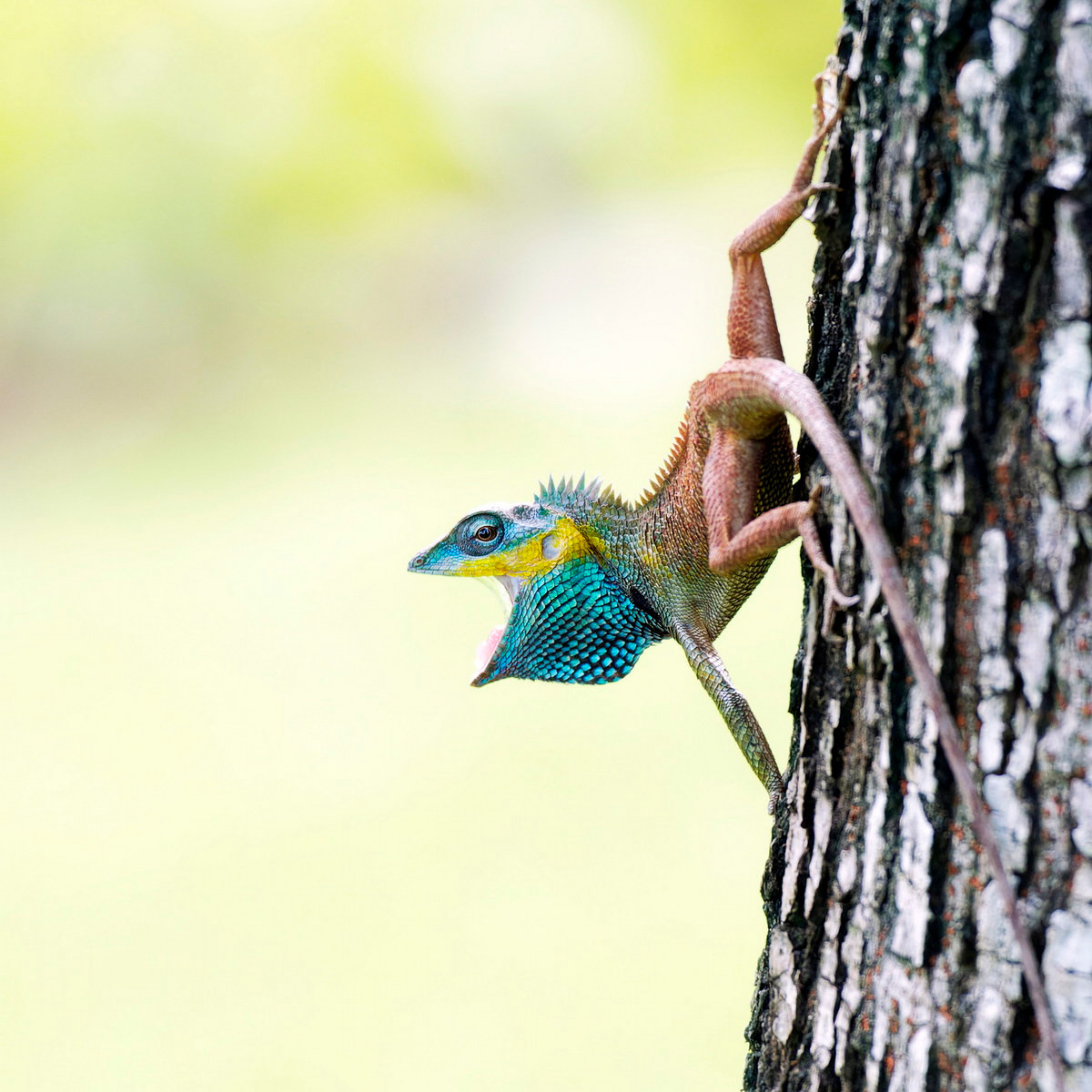 Chúng có mặt ở các sinh cảnh gần khu dân cư như vườn nhà, cây bụi ven đường hay các khu rừng trên núi đất thấp. Ảnh: iNaturalist.
