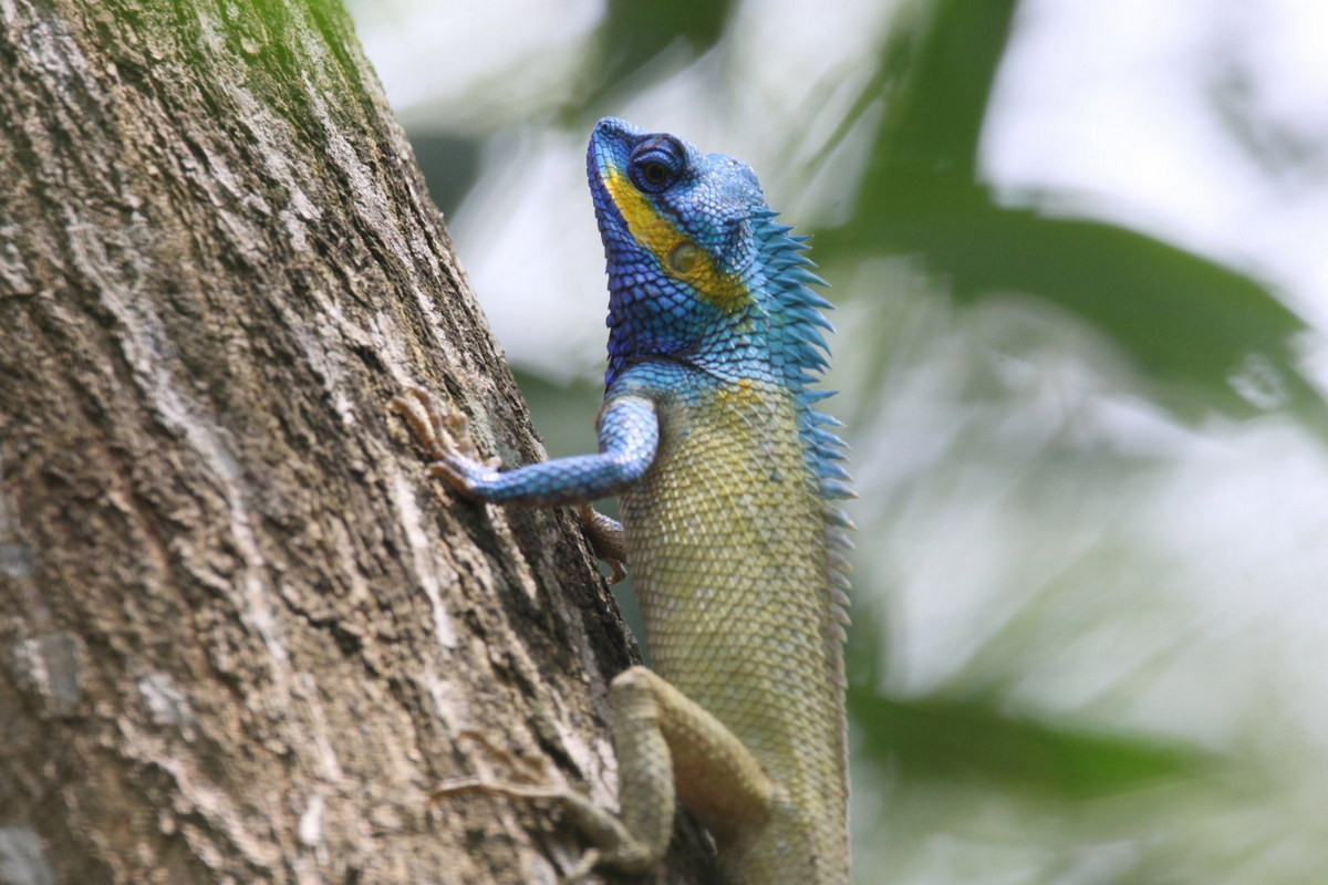 Nhông xám Nam Bộ có màu rực rỡ để thu hút con cái, đặc biệt là vào mùa sinh sản. Đầu và chân trước của chúng có màu xanh lam với vạch vàng tươi hai bên mặt. Ảnh: ZooChat.