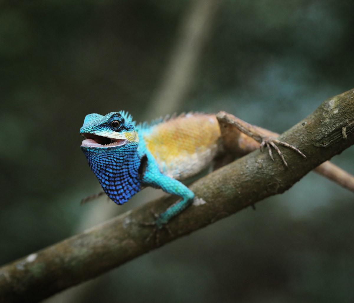 Có sự trớ trêu này là vì nhông xám Nam Bộ bị nhầm lẫn với nhông xám (Calotes mystaceus) - một loài thằn lằn có hình dạng tương tự, sinh sống phổ biến ở Myanmar và Thái Lan. Ảnh: Reddit.