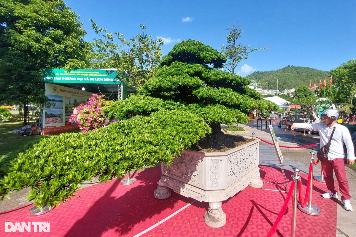 Cay duoi duoc tra gia ca chuc ty dong, chu chua ban