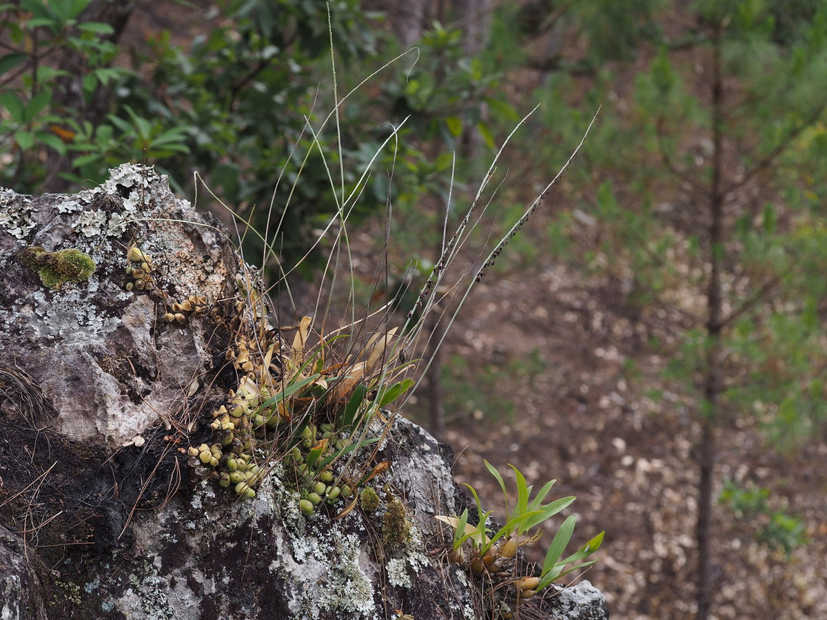 Mỗi cụm cây có kích thước 1,5-2,5 cm, gồm nhiều củ hình trái xoan, lá dài. Ảnh: Kurt Keller.