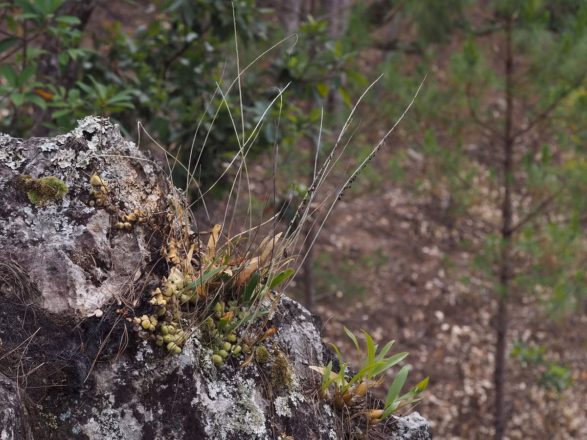 Mỗi cụm cây có kích thước 1,5-2,5 cm, gồm nhiều củ hình trái xoan, lá dài. Ảnh: Kurt Keller.