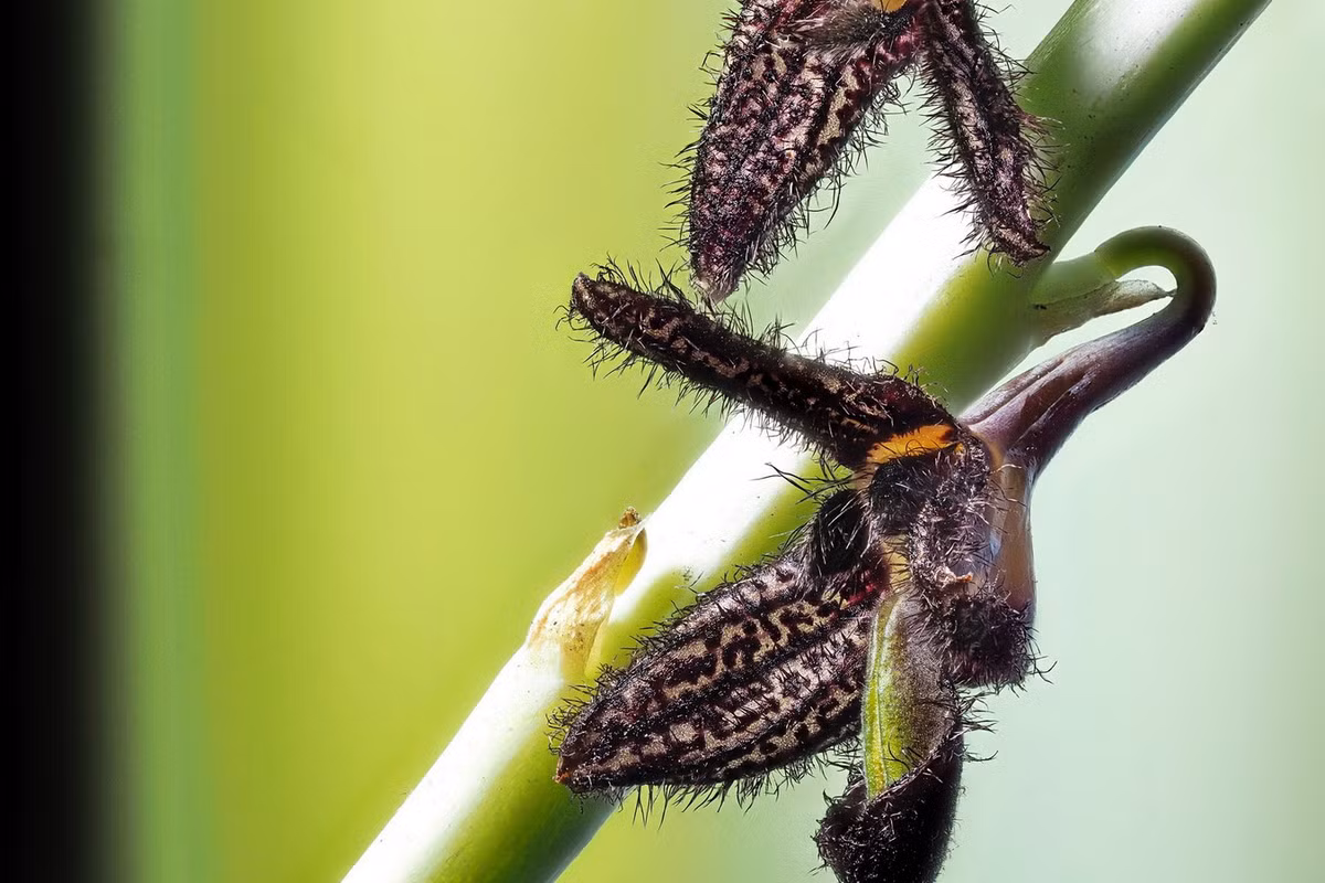 Chùm hoa mọc từ gốc, dài 20-30 cm, nở 20-30 bông hoa, kích thước mỗi bông 5-10 mm. Hoa nở vào mùa xuân. Ảnh: Kurt Keller.