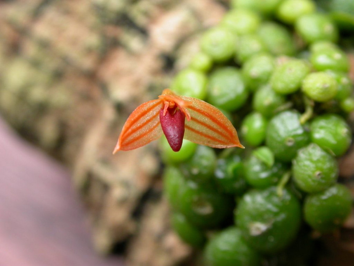 Loài phong lan này có các củ tròn cỡ 2-3 mm mọc sát nhau, lá dài 1-2 mm, rụng vào mùa thu. Ảnh: Orchideen-journal.de.