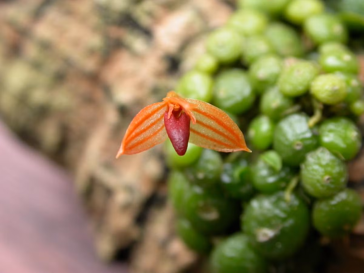 Loài phong lan này có các củ tròn cỡ 2-3 mm mọc sát nhau, lá dài 1-2 mm, rụng vào mùa thu. Ảnh: Orchideen-journal.de.