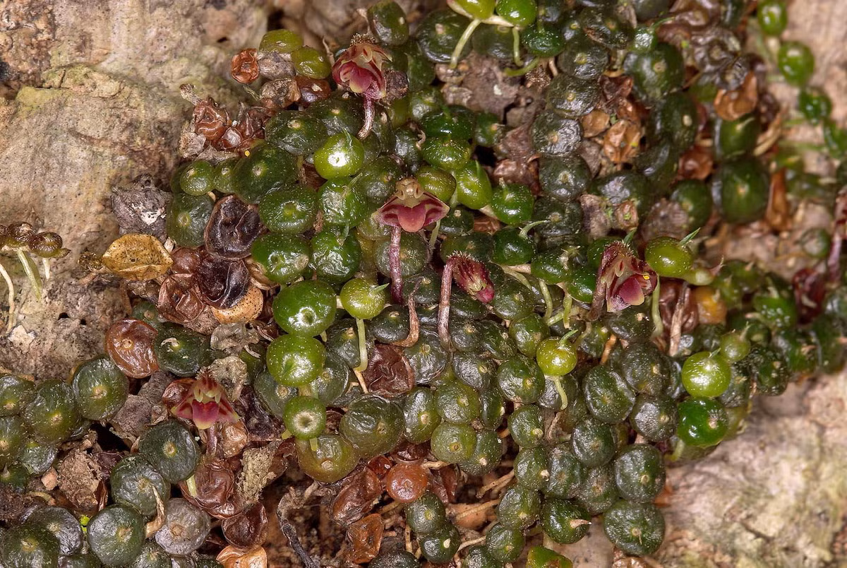 2. Phong lan hạt đỏ (Bulbophyllum minutissimum) phân bố từ Ấn Độ đến Đông Nam Á và miền Đông Australia. Ở Việt Nam, chúng được ghi nhận ở khu vực Bảo Lộc, Lâm Đồng. Ảnh: Jon Cara.