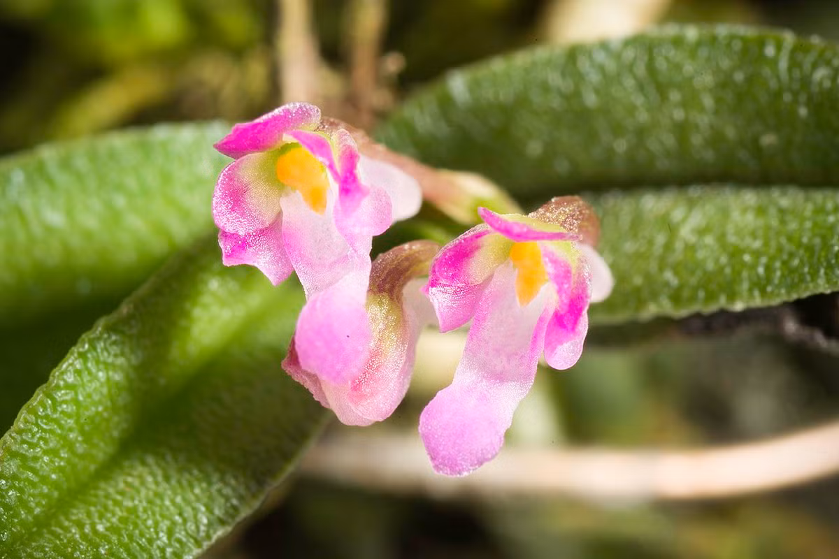 Hoa của loài phong lan này chỉ dài khoảng 5 mm, màu tím đậm, cánh môi có 3 thùy, hai thùy bên thẳng đứng nhỏ, thùy giữa cong. Ảnh: Wikimedia Commons.