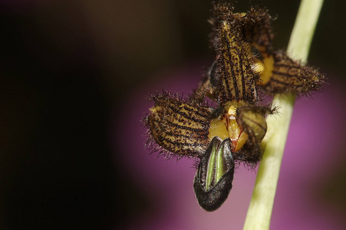 3. Phong lan Bulbophyllum scaphiforme là họ hàng gần của phong lan hạt đỏ. Loài cây này được tìm thấy ở Thái Lan, Việt Nam (Điện Biên, Lâm Đồng) và Trung Quốc (Vân Nam). Ảnh: Roland Amsler.