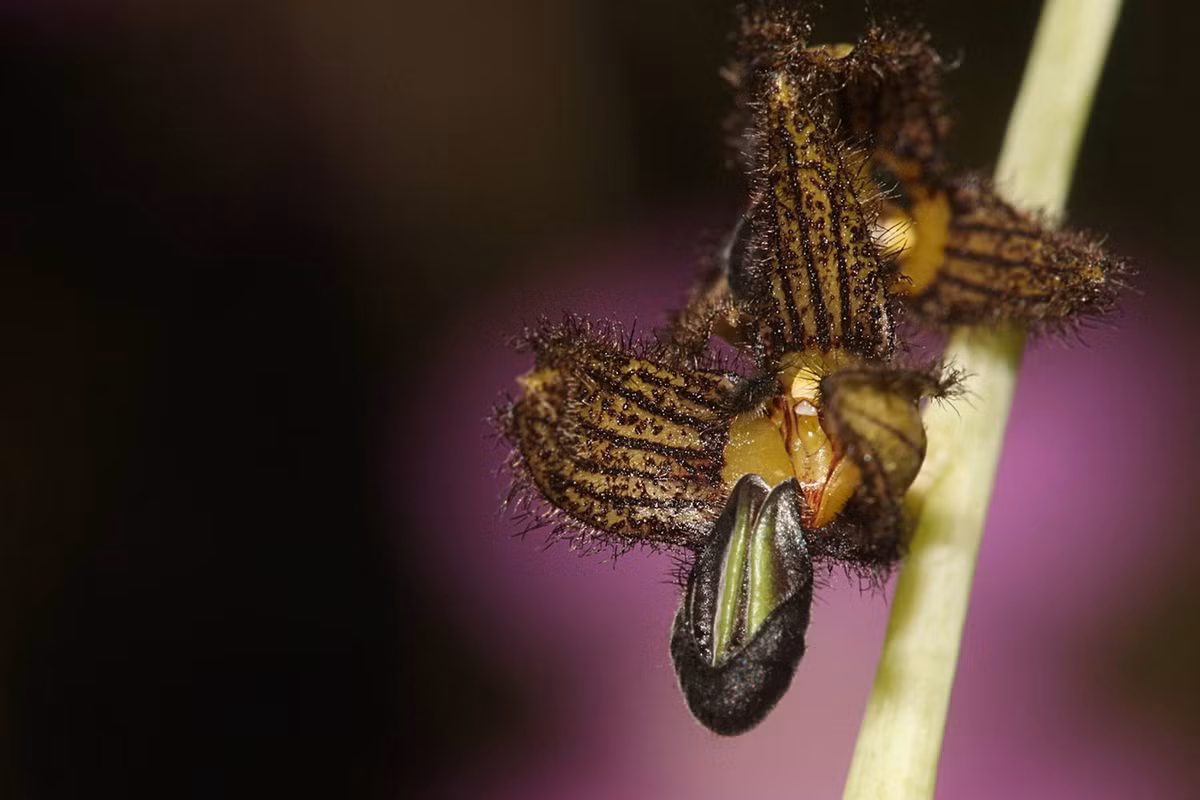 3. Phong lan Bulbophyllum scaphiforme là họ hàng gần của phong lan hạt đỏ. Loài cây này được tìm thấy ở Thái Lan, Việt Nam (Điện Biên, Lâm Đồng) và Trung Quốc (Vân Nam). Ảnh: Roland Amsler.