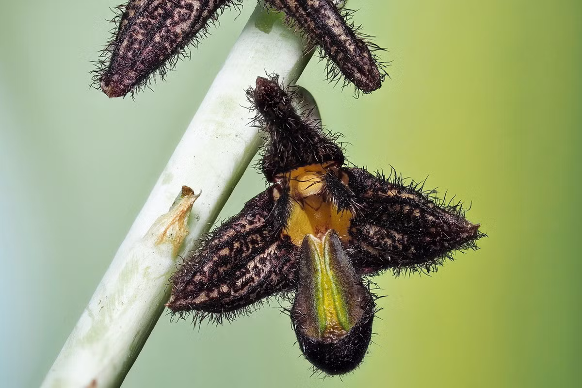 Hoa của loài phong lan này có màu nâu đen lạ mắt. Môi hoa có sọc xanh sáng bóng. Ảnh: Kurt Keller.