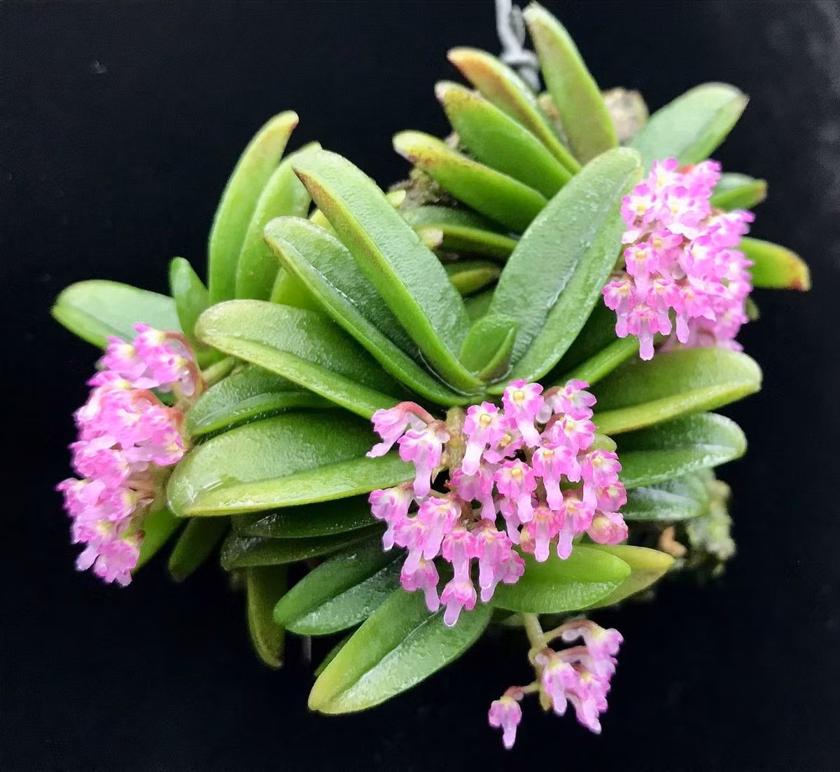 Loài cây này có thân dài 1 cm, lá thuôn xếp 2 dãy sát nhau, dài 10 cm, rộng 1 cm. Ảnh: Ivaylo Zaykov.