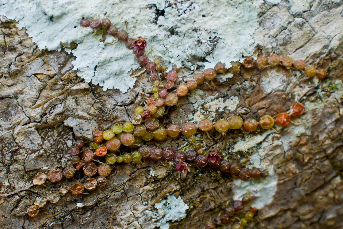 Do kích cỡ siêu nhỏ, nếu chỉ nhìn thoáng qua nhiều người sẽ nghĩ rằng đây chỉ là một loài rêu chứ không phải là phong lan. Ảnh: iNaturalist.