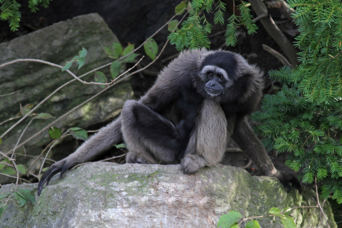 Vượn Borneo Muller (Hylobates muelleri) dài 44-64 cm, sống trên đảo Borneo. Các cặp đôi đơn giao của loài vượn này dành trung bình 15 phút mỗi ngày để đối đáp nhau bằng tiếng hót.