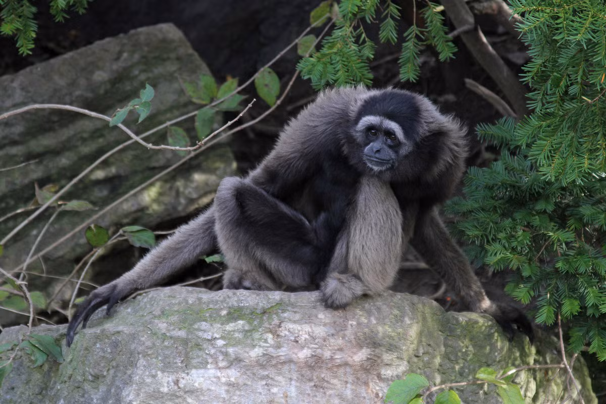 Vượn Borneo Muller (Hylobates muelleri) dài 44-64 cm, sống trên đảo Borneo. Các cặp đôi đơn giao của loài vượn này dành trung bình 15 phút mỗi ngày để đối đáp nhau bằng tiếng hót.