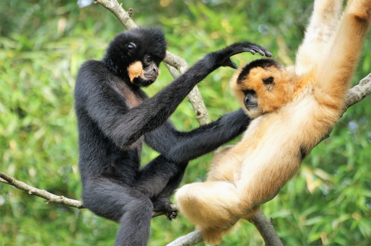 Vượn đen má vàng (Nomascus gabriellae) dài 45-64 cm, phân bố ở Campuchia, Lào và Việt Nam. Loài vượn sống ở phía Nam này có ngoại hình khá giống với họ hàng gần là vượn đen má trắng.