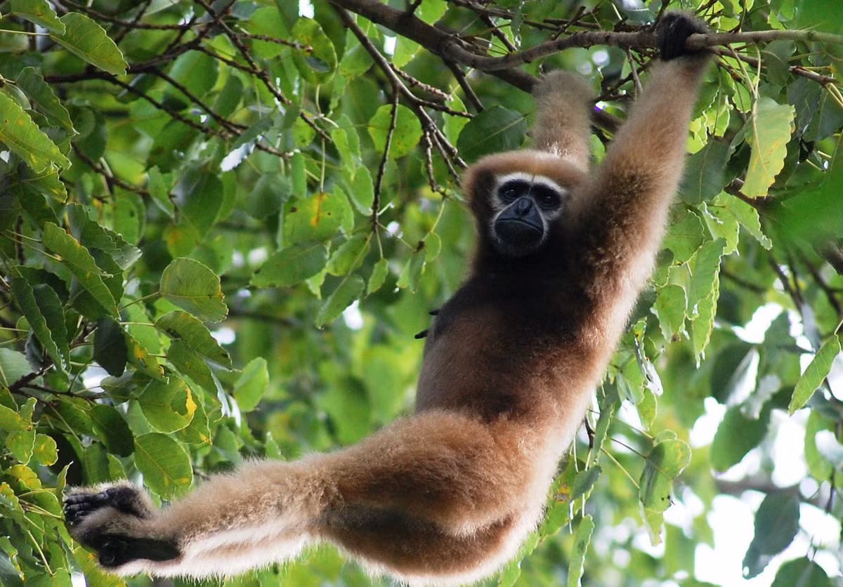 Vượn mày trắng (Bunopithecus hoolock) dài 45-64 cm, phân bố ở Trung Quốc, Đông Bắc Ấn Độ và Tây Bắc Myanmar. Các con đực của loài vượn này có màu đen, còn con cái lại có màu nâu vàng nhạt và hai má nâu sẫm.