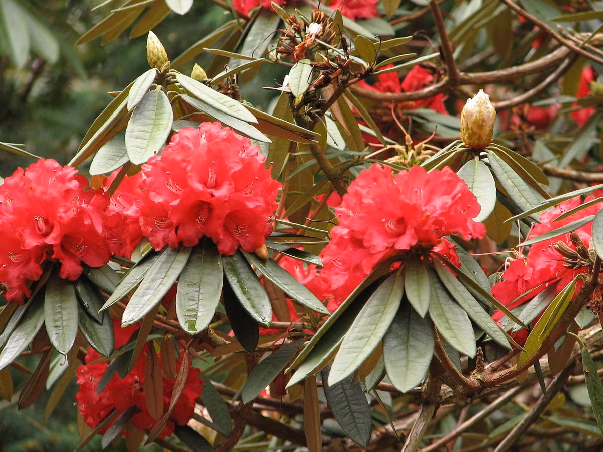  Đỗ quyên (Rhododendron arboreum) cao 15 mét, có nguồn gốc từ vùng núi Himalaya. Loài cây này có lá thường xanh dày và hoa bắt mắt, là cây cảnh được ưa chuộng khắp thế giới.