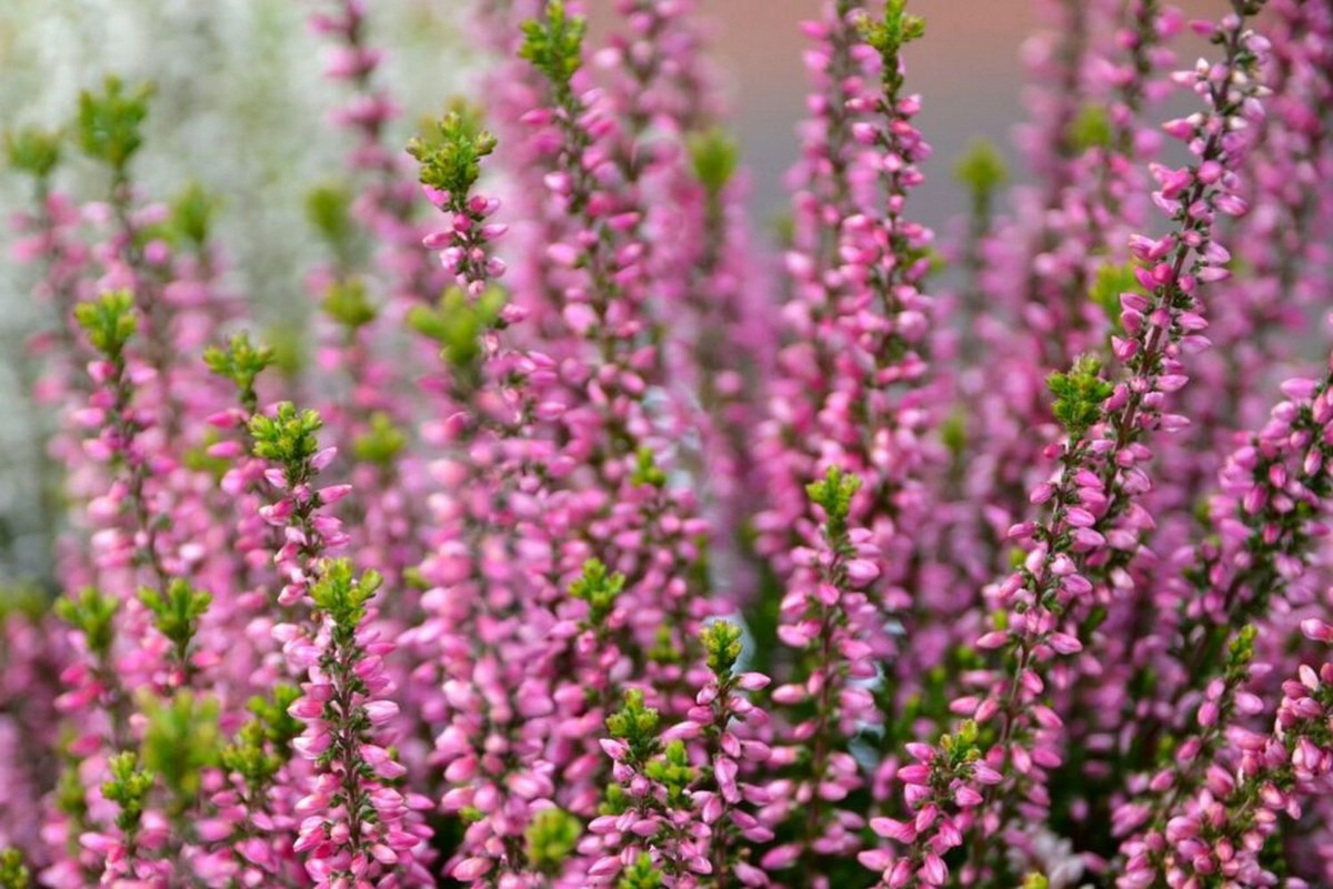 Thạch nam Scotland (Calluna vulgaris) cao 1 mét, là loài cây chiếm ưu thế trên nhiều vùng đất hoang rộng lớn ở Bắc Âu và Đông Bắc Mỹ. Loài cây bụi thường xanh này có các cụm hoa màu tía nhạt, được du nhập vào nhiều quốc gia để làm cây cảnh.