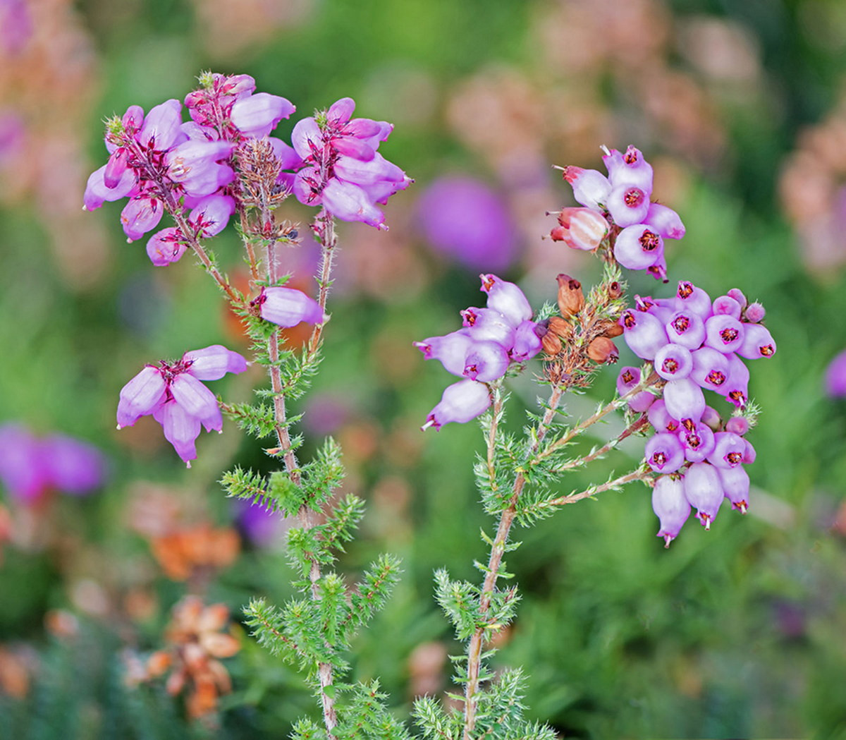 Thạch nam Dorset (Erica ciliaris) cao 60 cm, có nguồn gốc từ miền Nam nước Anh, miền Tây Ireland và Pháp. Loài cây này có hoa hình bầu màu hồng tươi và xếp thành chùm dài, được chọn làm loài hoa biểu tượng của hạt Dorset, Anh quốc, vào năm 2002.