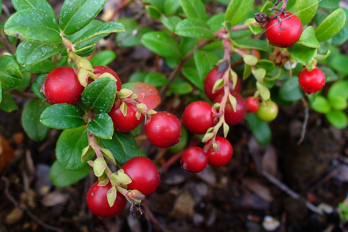 Việt quất (Vaccinium vitis-idaea) cao 30 cm, phân bố khắp các vùng ôn đới của châu Âu, châu Á và Bắc Mỹ. Loài cây này có hoa trắng hình chuông, vào mùa thu cho ra quả mọng màu đỏ bóng bảy, có hương vị đậm đà, có vai trò quan trọng trong văn hóa ẩm thực ở nhiều quốc gia.