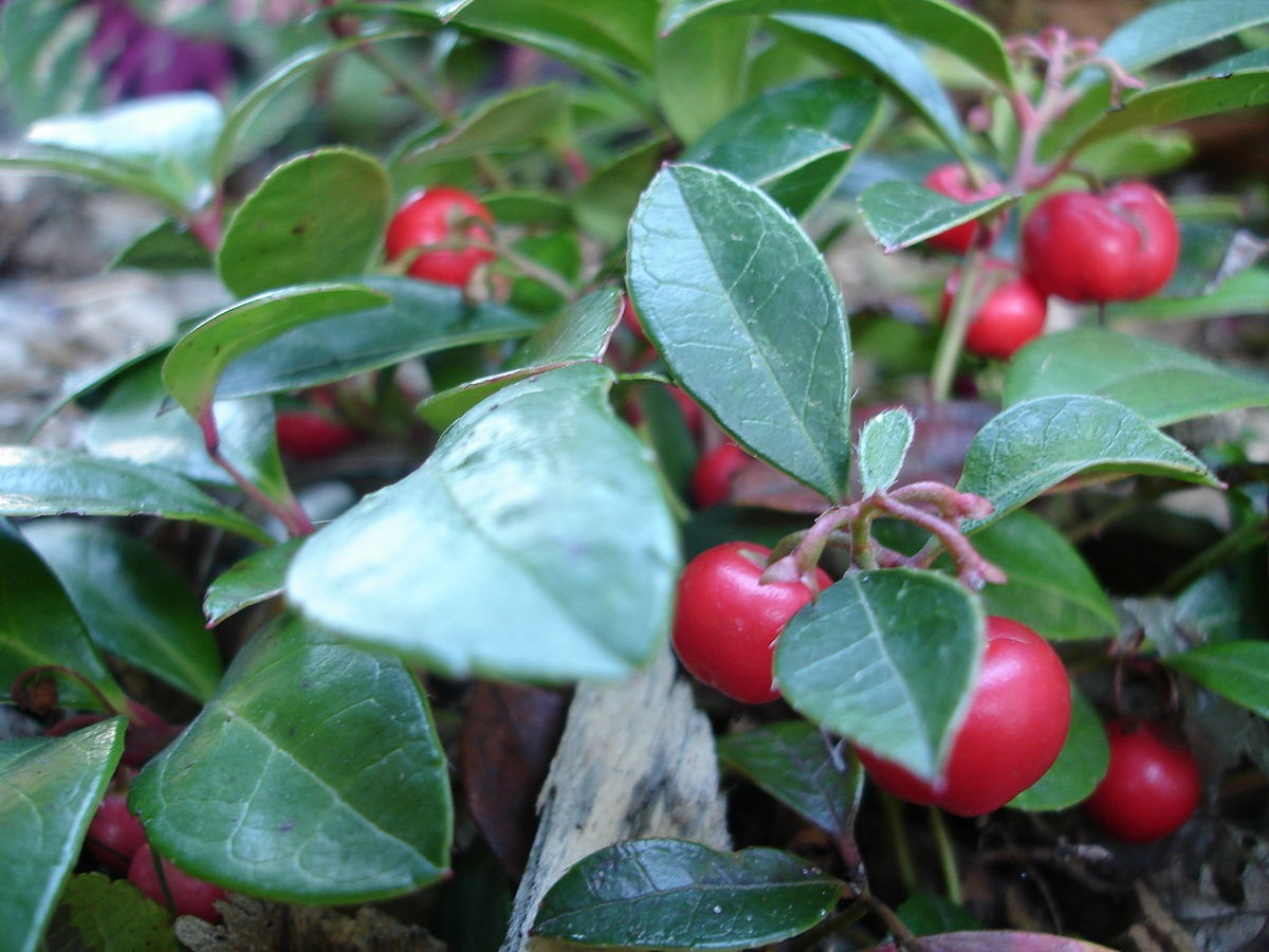 Châu thụ trà (Gaultheria procumbens) cao 15 cm, phân bố ở phía Đông lục địa Bắc Mỹ. Loài cây bụi có mùi thơm này mọc thành mảng dưới gốc cây sồi và cây lá kim. Quả mọng màu đỏ của chúng tồn tại suốt mùa đông, khi ăn có vị ngọt nhẹ.