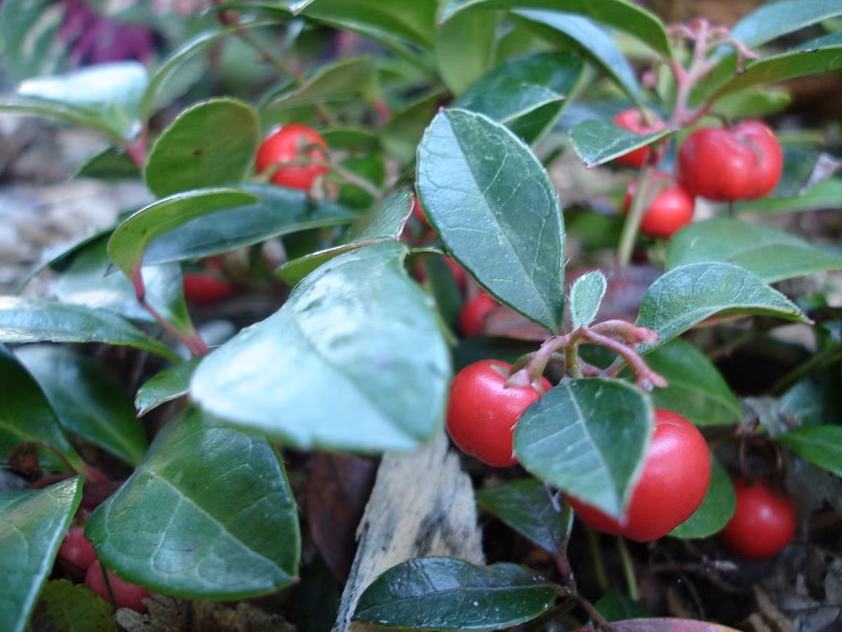 Châu thụ trà (Gaultheria procumbens) cao 15 cm, phân bố ở phía Đông lục địa Bắc Mỹ. Loài cây bụi có mùi thơm này mọc thành mảng dưới gốc cây sồi và cây lá kim. Quả mọng màu đỏ của chúng tồn tại suốt mùa đông, khi ăn có vị ngọt nhẹ.
