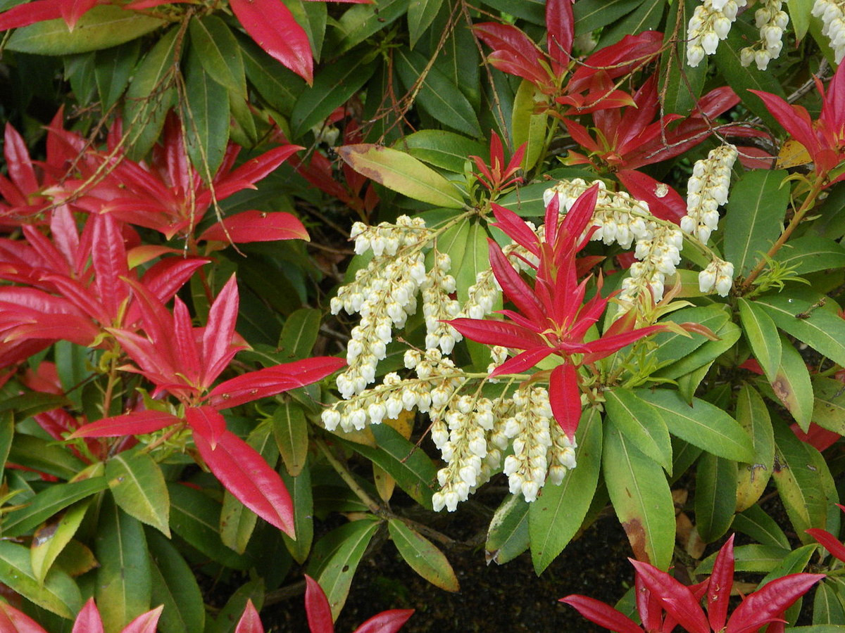 Hứng (Pieris formosa) cao 5 mét, phổ biến ở phía Nam châu Á, trong đó có Việt Nam. Hậu tố "formosa" trong tên khoa học của loài cây bụi này có nghĩa là "đẹp", nhằm chỉ cụm hoa trắng hình chuông đung đưa mỗi khi có cơn gió thổi qua.