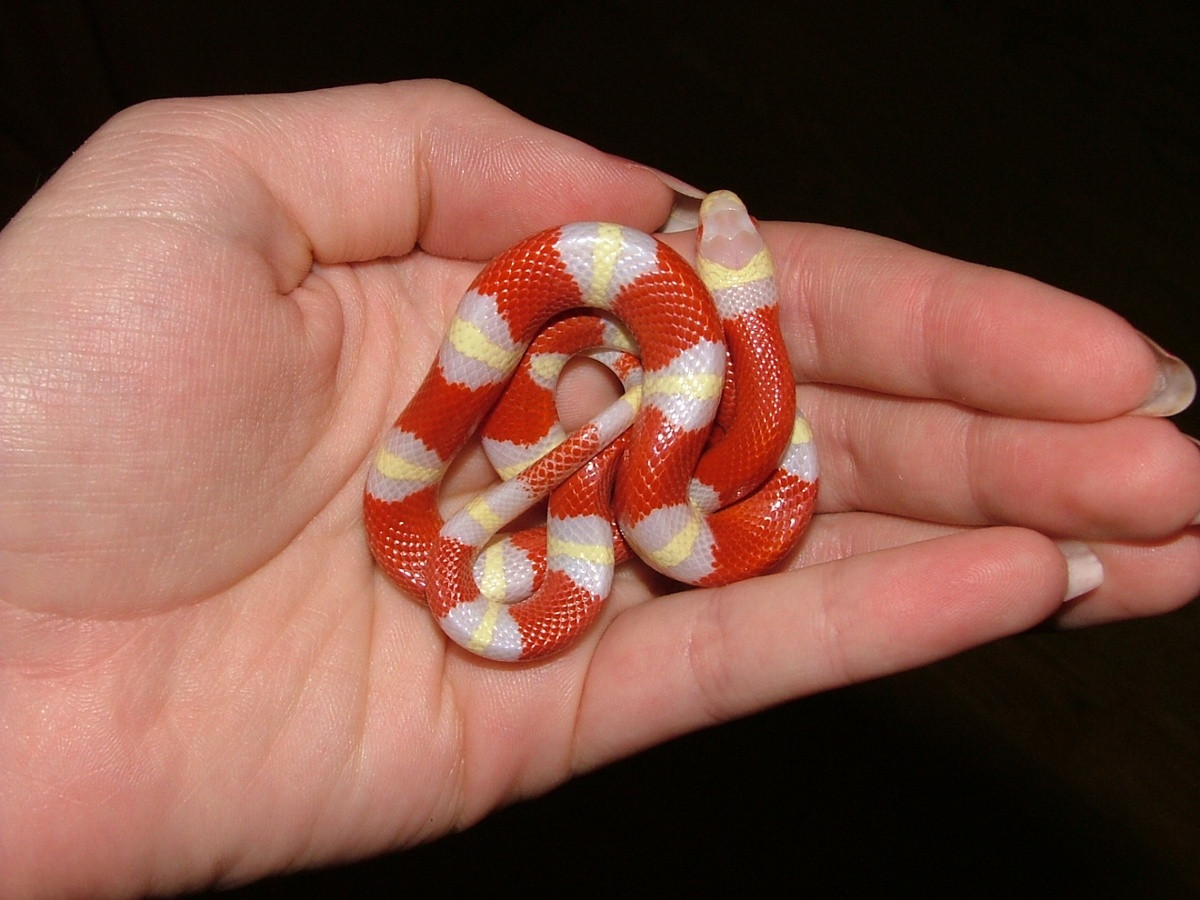 Dù gọi là bạch tạng nhưng chúng không trắng hoàn toàn mà vẫn có những khoang màu vàng cam trên cơ thể.