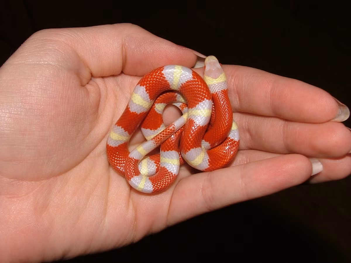 Dù gọi là bạch tạng nhưng chúng không trắng hoàn toàn mà vẫn có những khoang màu vàng cam trên cơ thể.