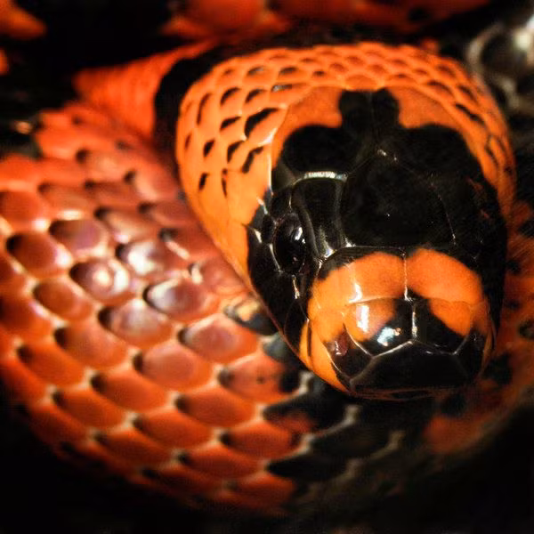 Các nhà khoa học cho biết, màu sắc đỏ - đen ấn tượng của rắn sữa Honduras là một kiểu bắt chước vẻ ngoài của các loài loài rắn độc nhằm khiến kẻ thù sợ hãi.