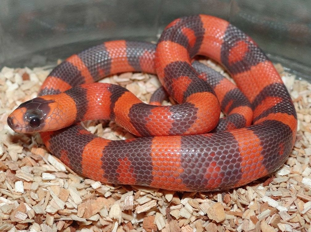 Giá một chú rắn sữa ở Việt Nam không hề rẻ, thường dao động trong khoảng vài triệu đồng đến 10 triệu đồng tùy theo màu sắc và kích cỡ.