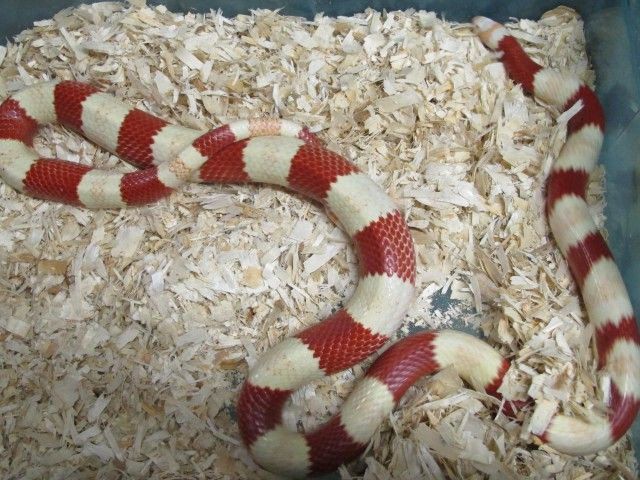 Qua quá trình phối giống của những người nuôi rắn, đã xuất hiện thêm một dòng rắn sữa bạch tạng.