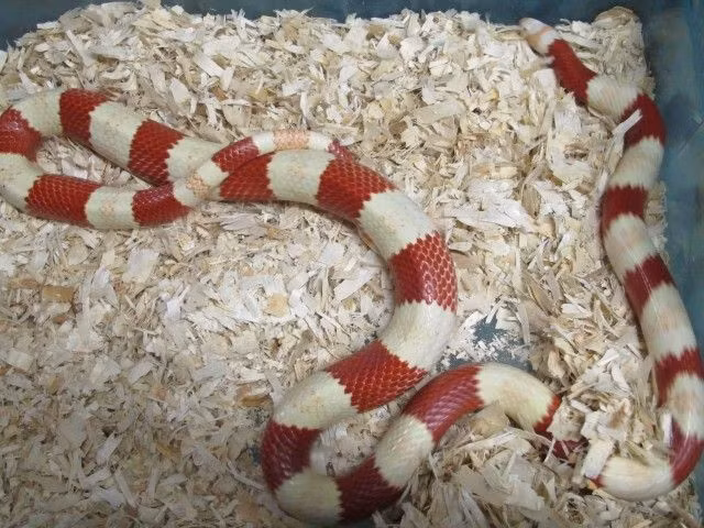 Qua quá trình phối giống của những người nuôi rắn, đã xuất hiện thêm một dòng rắn sữa bạch tạng.