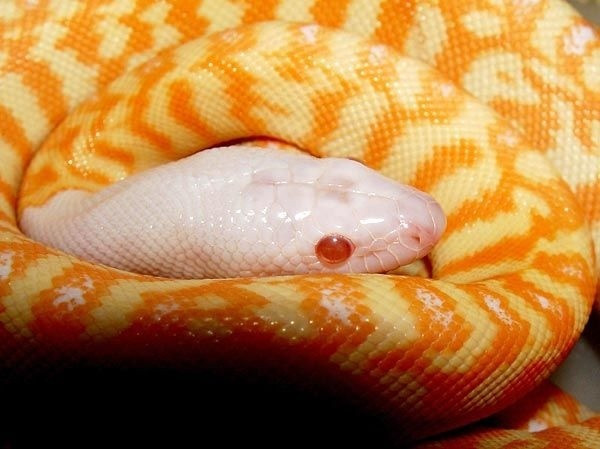 Có nhiều kiểu rắn sữa bạch tạng khác nhau, như kiểu màu cam chiếm ưu thế, hoặc màu trắng là chủ đạo.