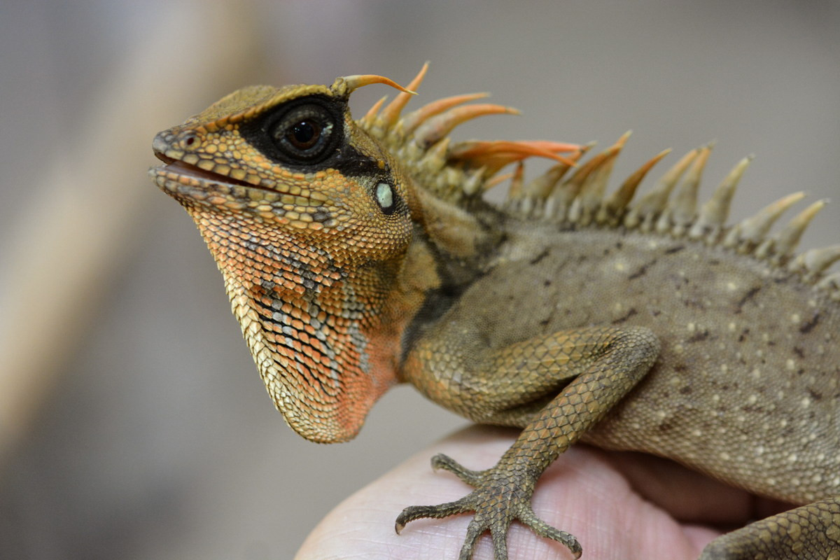 Môi trường sống ưa thích của nhông Natalia là các khu rừng thường xanh còn tốt từ độ cao 1.000 đến 2.500 mét so với mặt biển. Chúng thường xuất hiện vào mùa mưa và rất hiếm gặp vào mùa khô. Ảnh: Larceta Room.