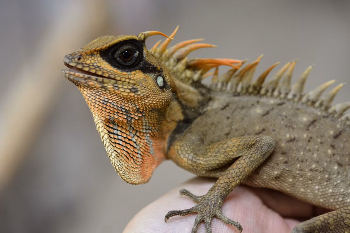 Môi trường sống ưa thích của nhông Natalia là các khu rừng thường xanh còn tốt từ độ cao 1.000 đến 2.500 mét so với mặt biển. Chúng thường xuất hiện vào mùa mưa và rất hiếm gặp vào mùa khô. Ảnh: Larceta Room.