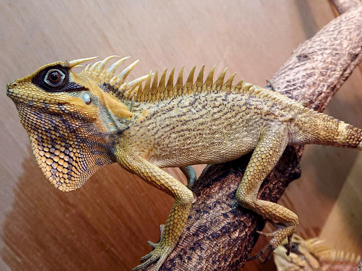 Hiện tại, chưa có dữ liệu về tình trạng bảo tồn của loài này. Việc khai thác rừng đang đe dọa làm mất sinh cảnh sống của chúng trong tự nhiên. Ảnh: サウリア.