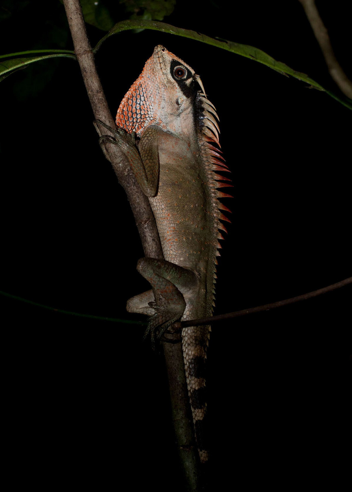 Ở Việt Nam, nhông Natalia phân bố ở các tỉnh miền Trung và Tây Nguyên, từ Thanh Hóa đến Gia Lai, Kon Tum. Chúng cũng đã được phát hiện ở Campuchia, và có báo cáo về việc ghi nhận ở Lào. Ảnh: Thomas Calame.