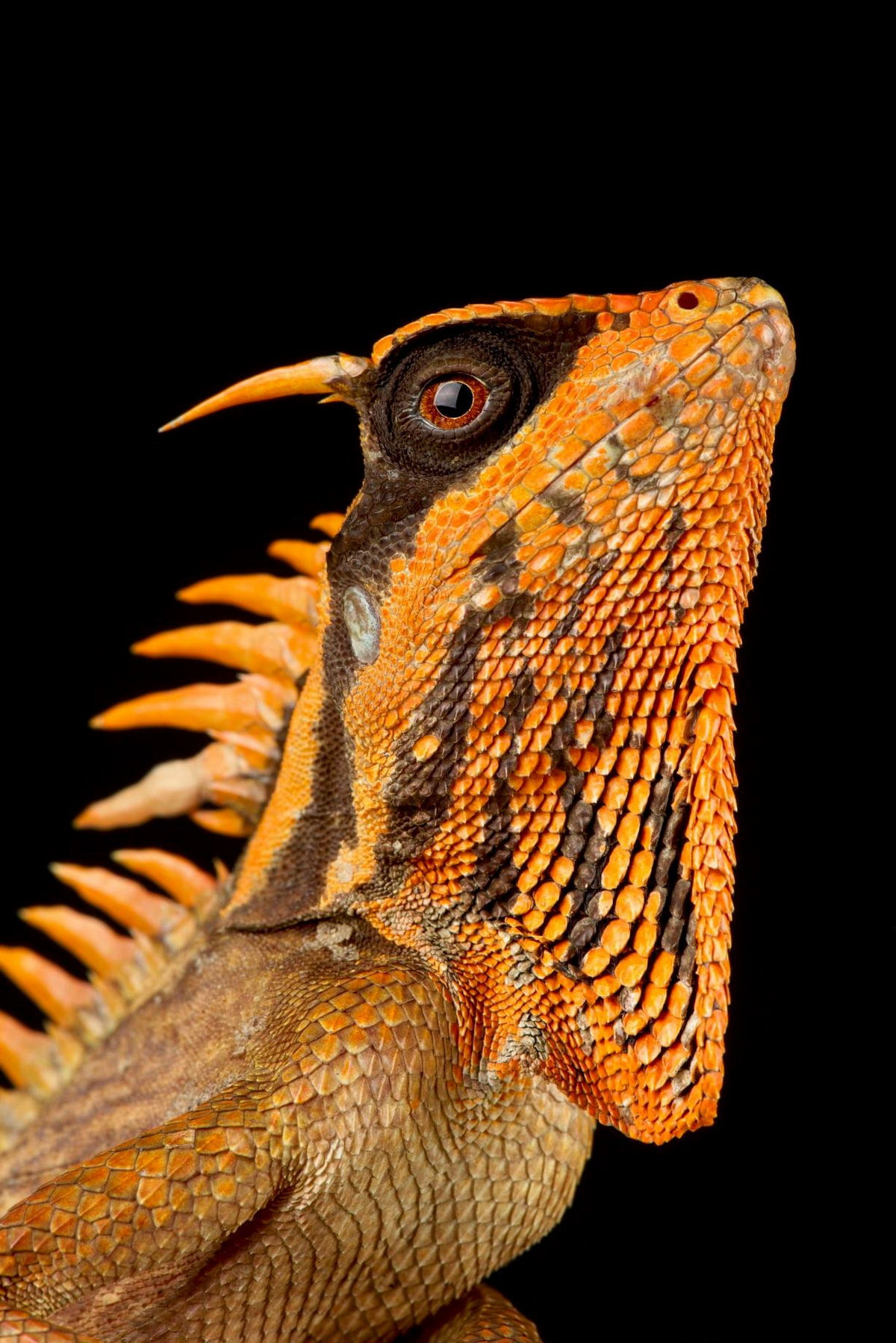 Với miệng rộng, đầu có hai chiếc sừng và lưng có hàng vây lởm chởm, trông chúng thật giống phiên bản thu nhỏ của một con rồng được miêu tả trong truyền thuyết phương Tây. Ảnh: Reptiles4all.