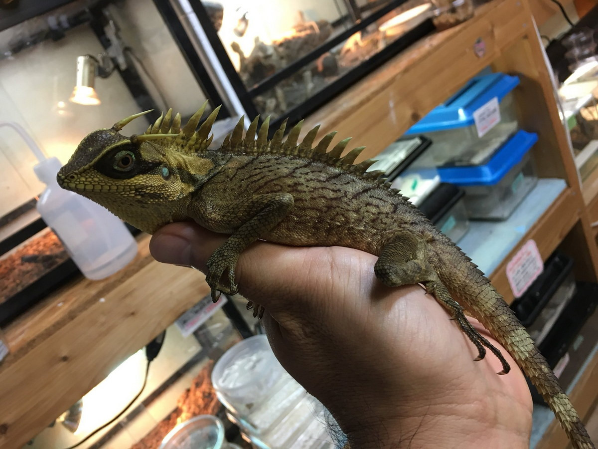 Theo khuyến cáo của các nhà nghiên cứu, cần có những biện pháp khoanh vùng bảo vệ nơi loài nhông Natalia phân bố và hạn chế tình trạng săn bắt và buôn bán bất hợp pháp loài này. Ảnh: Pumilio.