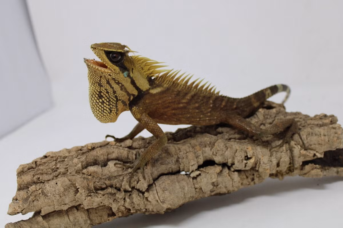 Đây là loài nhông cỡ lớn, có chiều dài thân 115-158 mm, dài đuôi 171 - 287 mm. Không giống với tên gọi của mình, loài bò sát mang tên người phụ nữ Nga này có diện mạo trông không được "nữ tính" cho lắm. Ảnh: Cigam.mus.br.