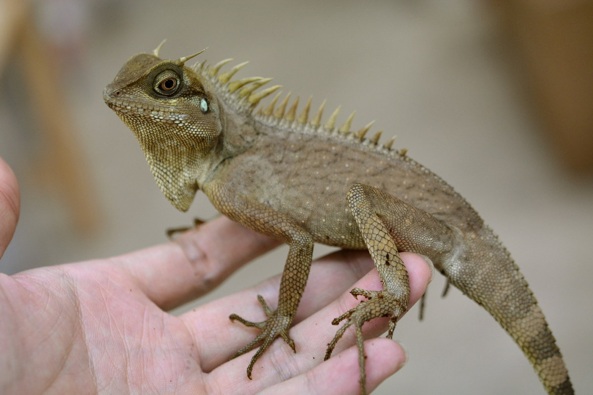 Ngoài ra nhông Natalia cũng thường bị buôn bán làm vật nuôi cảnh ở Việt Nam và quốc tế vì chúng là loài bò sát có hình thể ấn tượng và màu sắc đẹp. Ảnh: Larceta Room.