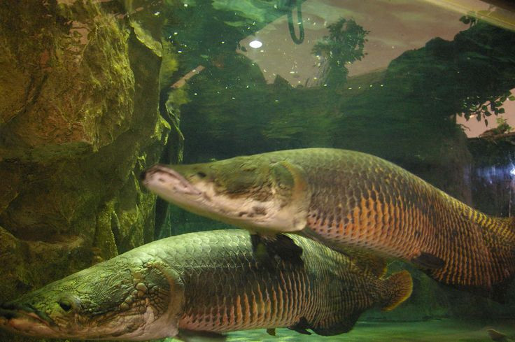 Không phải ai cũng nuôi được cá hải tượng long vì chúng lớn rất nhanh và đòi hỏi bể nuôi có diện tích rất rộng.