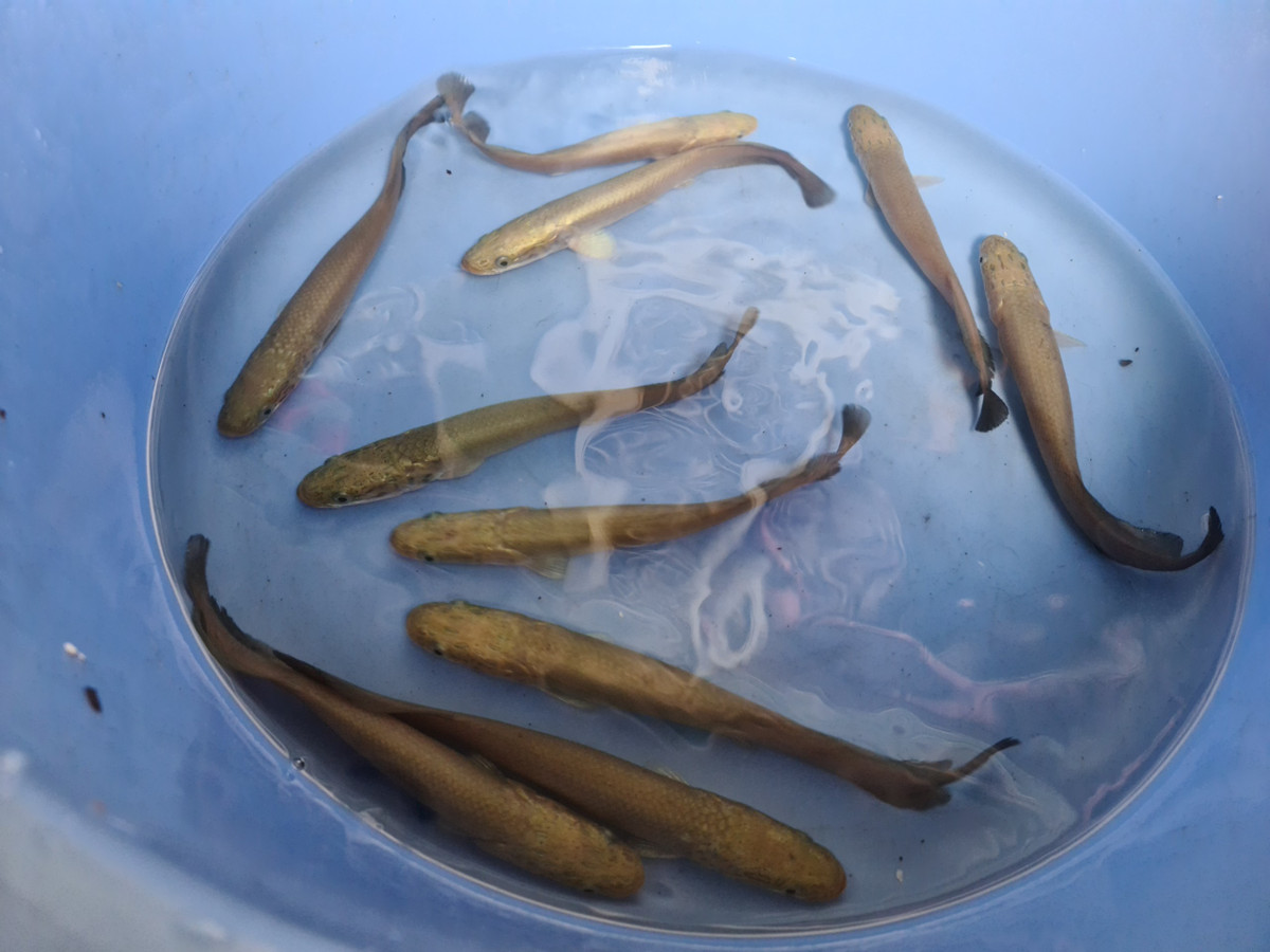 Không khó để tìm thấy trên mạng những bản tin rao bán cá hải tượng ở Việt Nam. Giá của chúng dao động từ vài triệu đồng cho cá nhỏ cỡ vài kg cho đến cả trăm triệu với những chú cá trưởng thành.